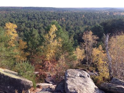 Forêt de Fontainebleau / © Steve Stillman