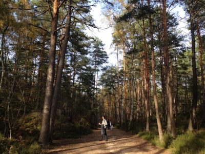 Sentier des 25 bosses en forêt de Fontainebleau