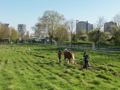 L’association Clinamen qui élève un troupeau de mouton sur les terres de l’université de Paris 13 laboure à cheval pour y planter de la vigne / Geoffroy Mathieu