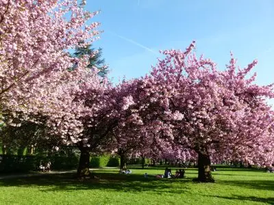 Cerisiers au parc de Sceaux / © Wikimédia
