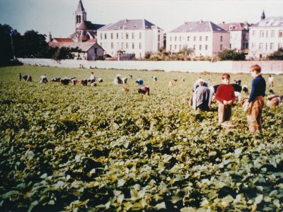 Travaux des champs dans la ville de Gonesse dans le Val-d'Oise au début des années 1960 / © Ville de Gonesse