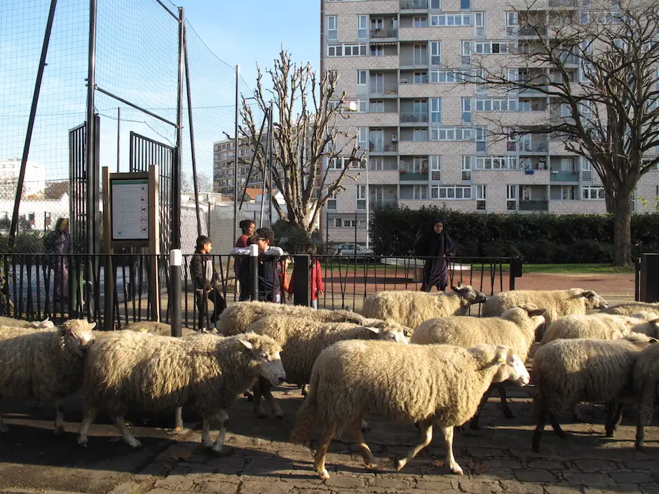 Le troupeau de Clinamen à Saint-Denis / © Mona Prudhomme