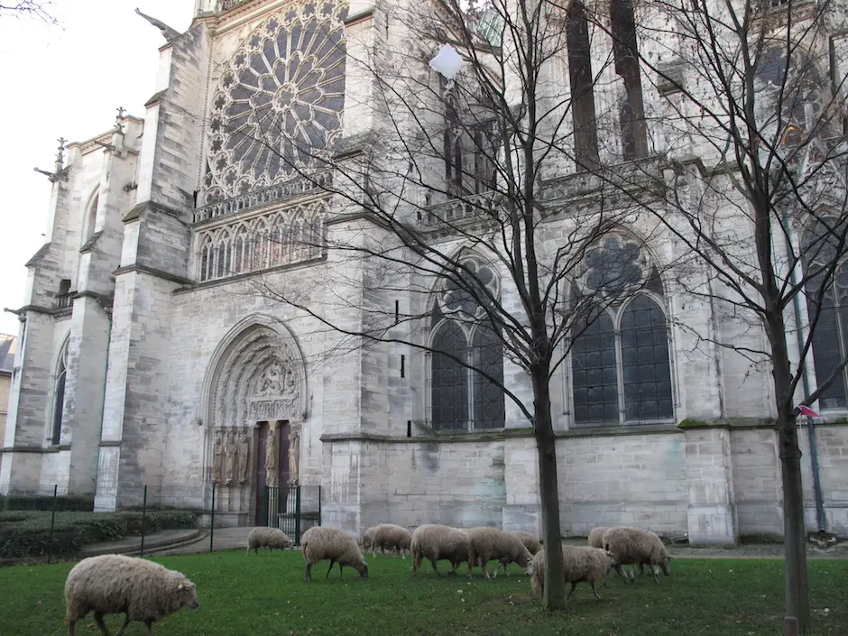 Le troupeau de Clinamen au pied de la basilique Saint-Denis / © Mona Prudhomme