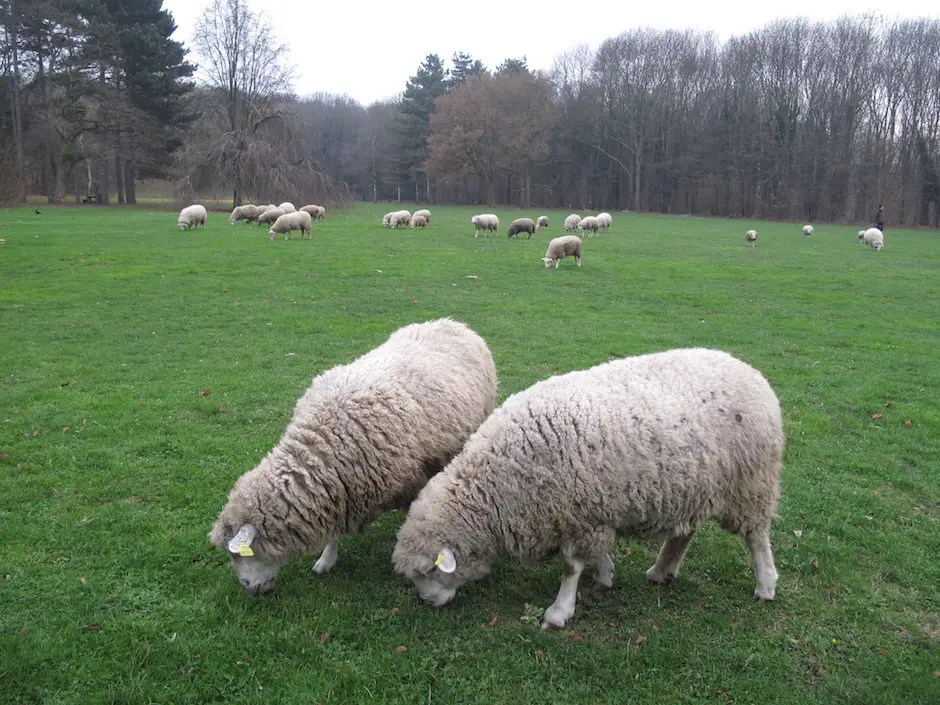 Le troupeau de Clinamen au parc Georges-Valbon / © Mona Prudhomme