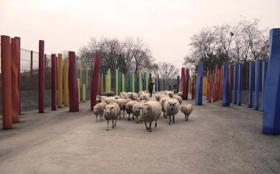 Le troupeau de Clinamen au parc Georges-Valbon / © Mona Prudhomme