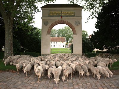 Le troupeau de Mérinos de la Bergerie nationale à Rambouillet / © Bergerie nationale