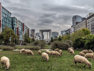 Les moutons de la ferme du Bonheur à Nanterre / © Jean-Fabien Leclanche pour Enlarge Your Paris