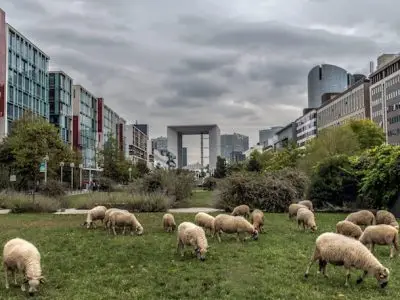 Les moutons de la ferme du Bonheur à Nanterre / © Jean-Fabien Leclanche pour Enlarge Your Paris