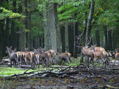 L'Espace Rambouillet / © Office de tourisme de Rambouillet