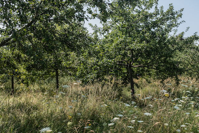 Le parc des Lilas à Vitry / © Jean-Fabien Leclanche pour Enlarge your Paris