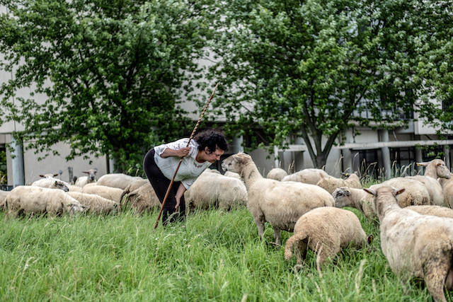 Le collectif des Bergers urbains en Seine-Saint-Denis / © Jean-Fabien Leclanche