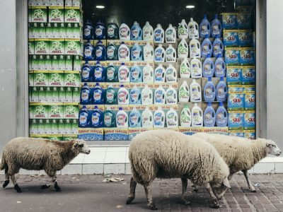 Le troupeau des bergers urbains de Clinamen dans le 93 / © Denis Meyer