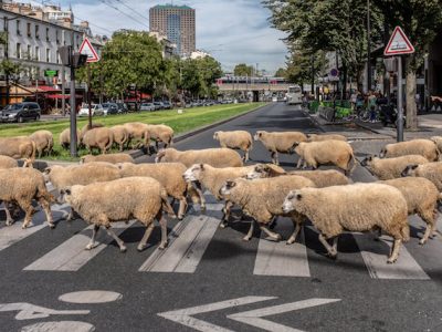 Transhumance des Bergers Urbains entre Villetaneuse et La Courneuve en passant par Paris le 16 septembre 2018 / © Jean-Fabien Leclanche pour Enlarge Your Paris