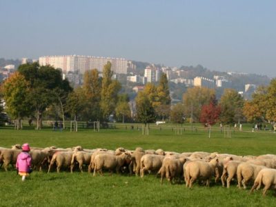 Les bergers urbains de Lyon au parc de Gerland / © Agence Fabriques