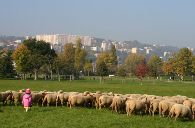 Les bergers urbains de Lyon au parc de Gerland / © Agence Fabriques