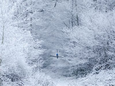 La forêt de Meudon / © Arseni Mourzenko (Creative commons - Flickr)
