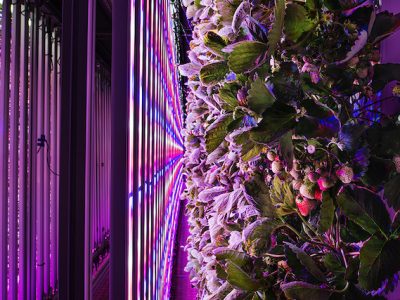 Un container aménagé par Agricool dans le 13e arrondissement. Des fraises y poussent toute l’année sans pesticides grâce à une atmosphère contrôlée et des lumières LED. Un container de 30 m2 peut produire jusqu’à 7 tonnes de fraises par an, l’équivalent de la production de 4000 m2 en pleine terre. Paris XIIIe, août 2018.