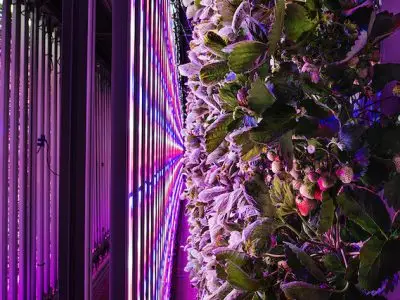 Un container aménagé par Agricool dans le 13e arrondissement. Des fraises y poussent toute l’année sans pesticides grâce à une atmosphère contrôlée et des lumières LED. Un container de 30 m2 peut produire jusqu’à 7 tonnes de fraises par an, l’équivalent de la production de 4000 m2 en pleine terre. Paris XIIIe, août 2018.