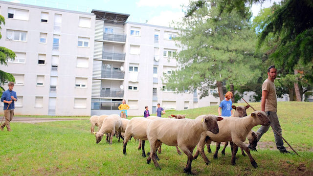 Les bergers urbains de Lyon / © La Bergerie Urbaine