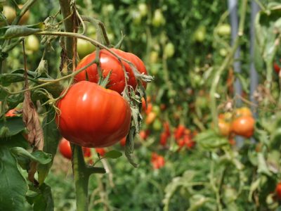 Les tomates en plein champ de la Ferme de Gally dans les Yvelines / © Les Fermes de Gally