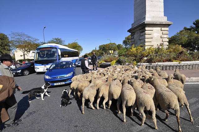 Des moutons dans les rues de Marseille en 2010 / © Marcovdz (Creative commons - Flickr)