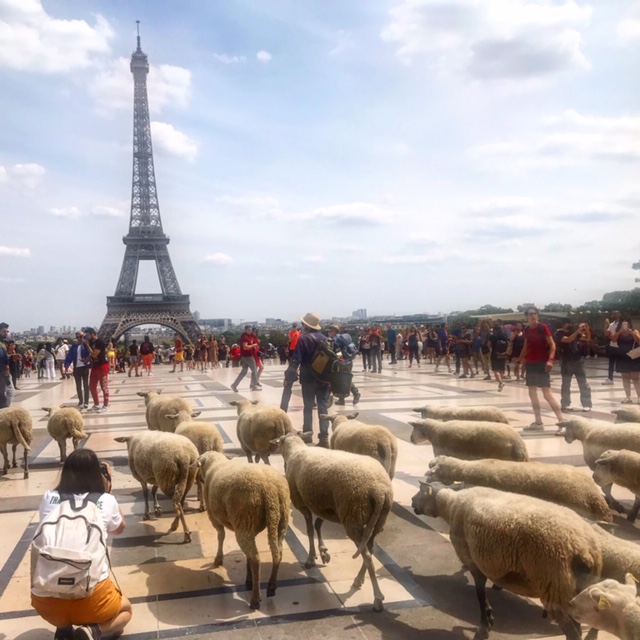 Arrivée de la Transhumance du Grand Paris sur le Trocadéro / © Steve Stillman pour Enlarge your Paris