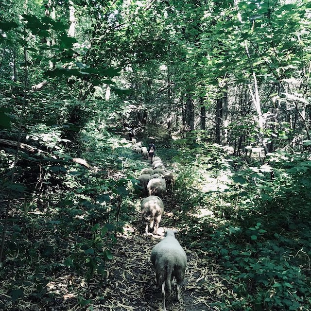 La Transhumance du Grand Paris dans la forêt de Verrières / © Vianney Delourme pour Enlarge your Paris