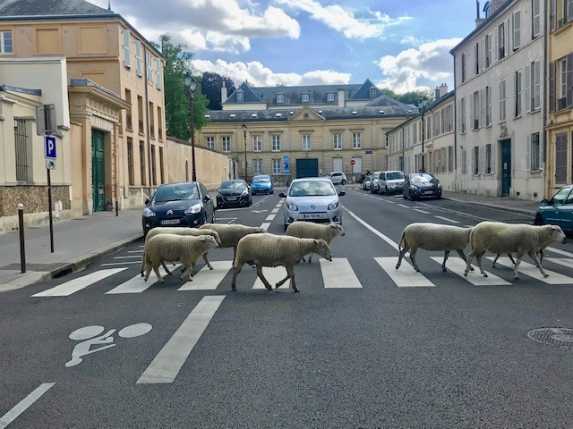 La Transhumance du Grand Paris à Versailles / © Steve Stillman pour Enlarge your Paris