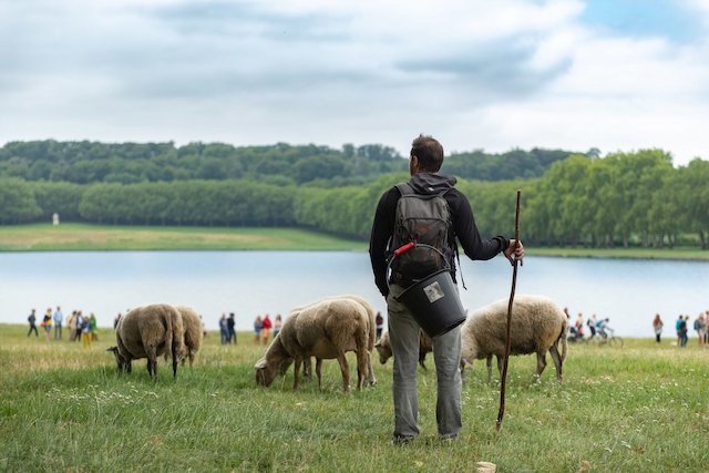 La Transhumance du Grand Paris dans le parc du château de Versailles / © Ville de Versailles