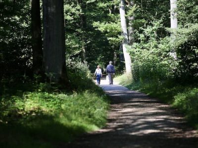 La forêt de Sainte-Apolline dans les Yvelines va connaître un chantier de reboisement jusqu'au printemps 2020 / © Nicolas Duprey - Conseil départemental des Yvelines