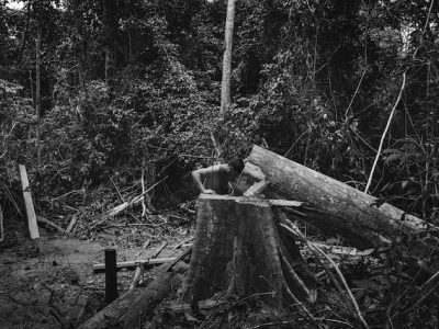 Un garde forestier constate l'abattage d'un arbre par des exploitants forestiers illégaux dans la réserve d'Arariboia / © Tommaso Protti pour la Fondation Carmignac