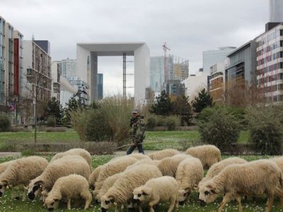Les moutons de la Ferme du bonheur à Nanterre / © La Ferme du bonheur