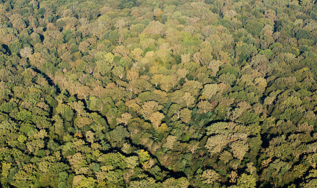 La forêt de Ferrières en Seine-et-Marne / © AEV - Jean-François Hellio et Nicolas Van Ingen