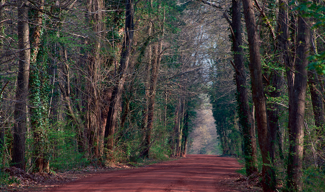 Forêt régional de Verneuil dans les Yvelines / © AEV / Fabien Chenel - L'Agence Nature