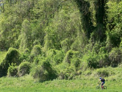 La forêt régionale des Vallières en Seine-et-Marne / © AEV - Jean-François Hellio et Nicolas Van Ingen
