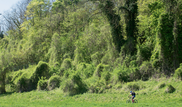 La forêt régionale des Vallières en Seine-et-Marne / © AEV - Jean-François Hellio et Nicolas Van Ingen