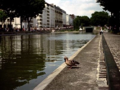 Canard sur les bords du canal à Paris / © Nicolas Vigier (Creative commons - Flickr)