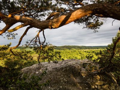 La forêt des Trois Pignons dans le parc naturel du Gâtinais / © Thierry Houyel