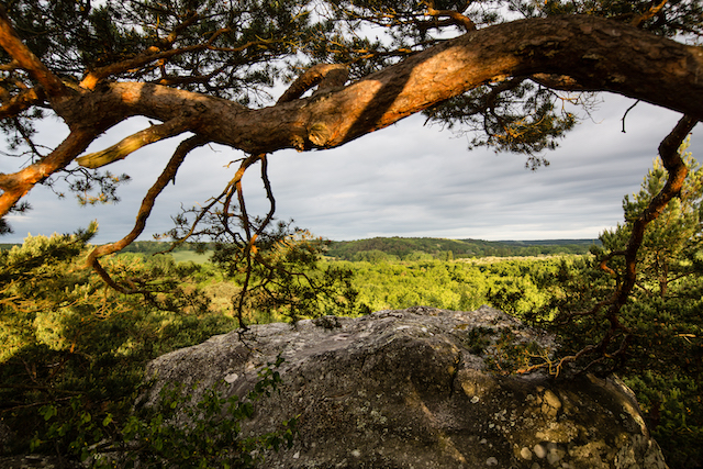 La forêt des Trois Pignons dans le parc naturel du Gâtinais / © Thierry Houyel