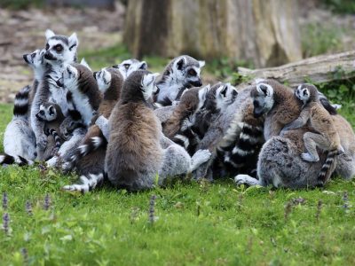 Les lémuriens du zoo de Thoiry / © Nicolas DUPREY - CD 78 (Creative commons - Flickr)