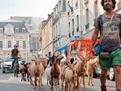 Gilles Amar et son troupeau à Bagnolet, où il a créé la bergerie des Malassis / © Sylvie Biscioni