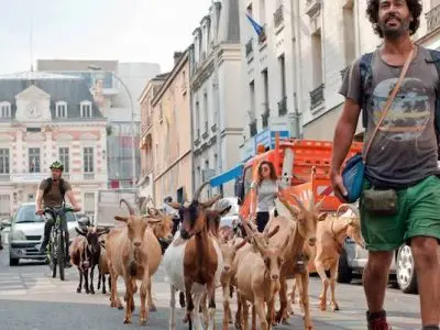 Gilles Amar et son troupeau à Bagnolet, où il a créé la bergerie des Malassis / © Sylvie Biscioni