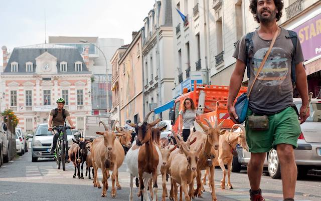 Gilles Amar et son troupeau à Bagnolet, où il a créé la bergerie des Malassis / © Sylvie Biscioni