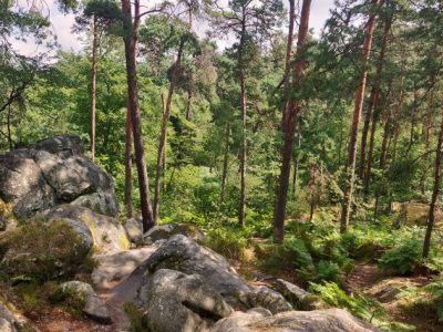 La forêt de Fontainebleau, l'un des meilleurs sites de randonnée en Île-de-France / © Helloways