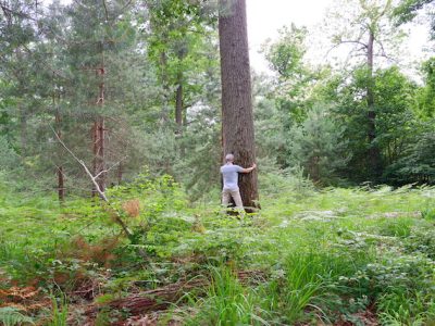 Séance de sylvothérapie en forêt de Fontainebleau. Une expérience à tester lors du 