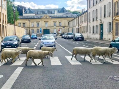 Les bergers urbains de l'association Clinamen dans le 93 font partie des initiatives d'agriculture urbaine de référence en Île-de-France / © Steve Stillman pour Enlarge your Paris