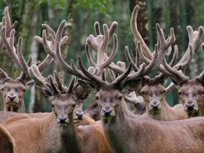 Les cerfs de l'Espace Rambouillet / © Bertrand (Creative commons - Flickr)