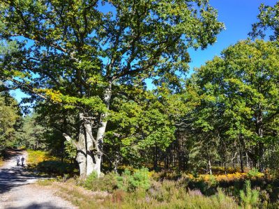 La forêt de Rochefort dans les Yvelines / © CD78 - MC Rigato