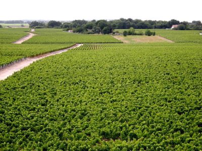 La viticulture, secteur essentiel de l’économie en Aquitaine, est déjà fortement impactée par les aléas climatiques / © Claude37 (Creative commons - Flickr)