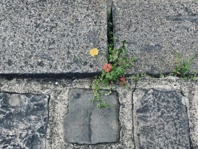 Plante sauvage à Paris / © Vianney Delourme pour Enlarge your Paris